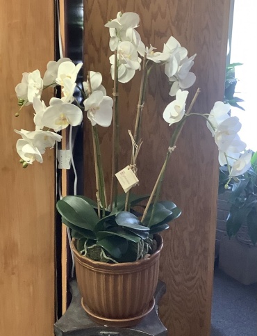Orchids in Ceramic container