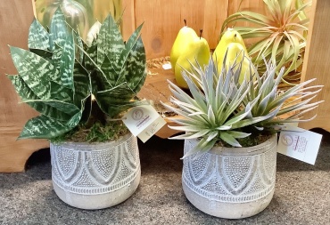 Succulent in Ceramic container