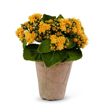 YELLOW KALANCHOE IN DISTRESSED CLAY POT
