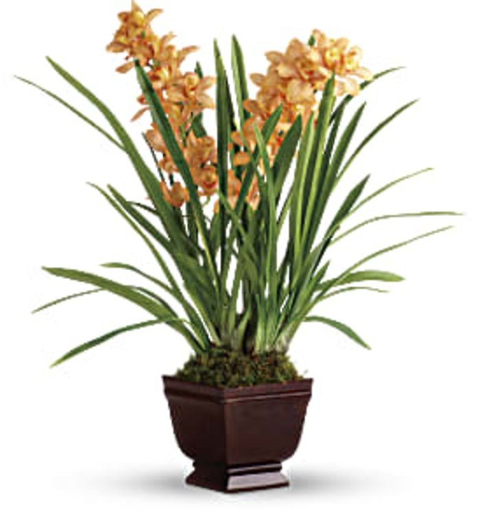 REGALLY YOURS ORCHID