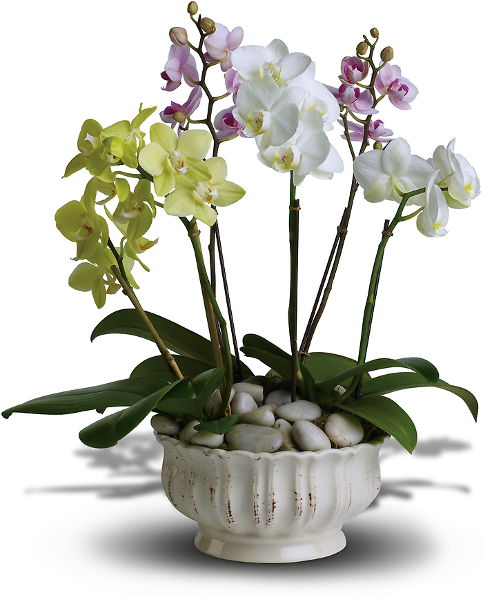 Regal Orchids